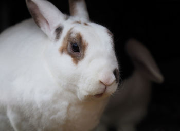 Close-up of a dog looking away