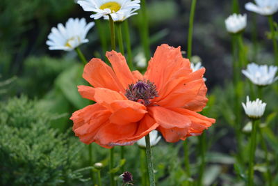 Close-up of honey bee pollinating flower