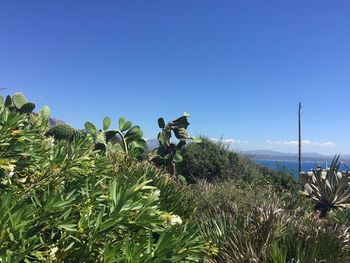 Plants by sea against clear blue sky