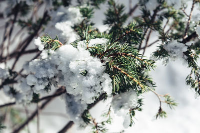 Snowed pine tree branches background