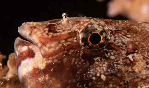 Close-up of fish underwater