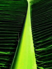 Full frame shot of green leaf