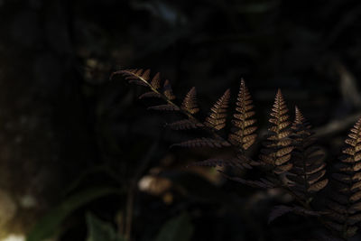 Close-up of pine cone on tree