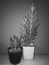 Close-up of potted plant