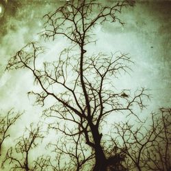 Low angle view of bare trees against sky