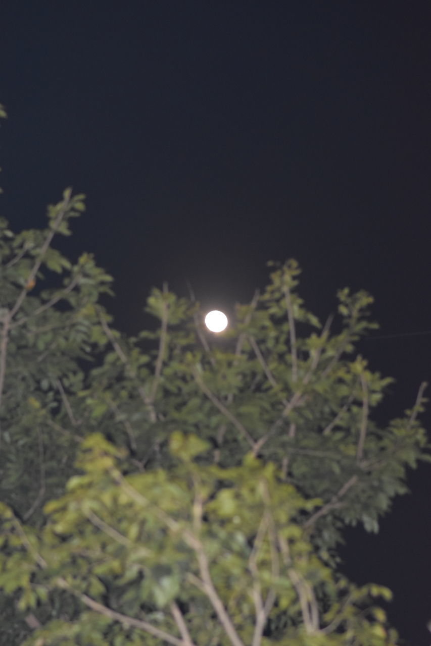 tree, plant, moon, night, nature, branch, no people, beauty in nature, full moon, sky, astronomical object, tranquility, space, outdoors, astronomy, growth, scenics - nature, low angle view, moonlight, tranquil scene, leaf, light