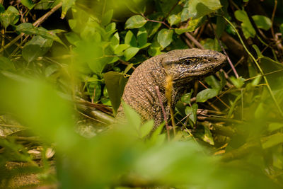 Close-up of lizard on field. monitor lizard varanus