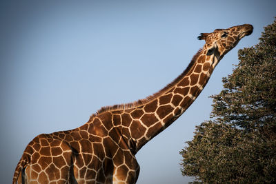 Low angle view of giraffe against clear sky