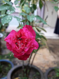 Close-up of pink flower blooming outdoors