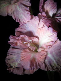 Close-up of pink rose flower