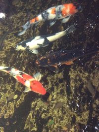 Close-up of koi fish in water