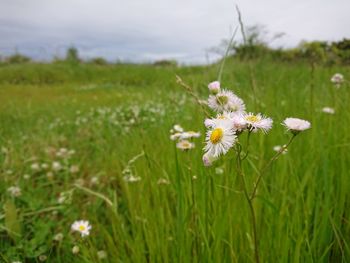 Close-up of white flowering plant on field