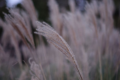 Close-up of plant against blurred background