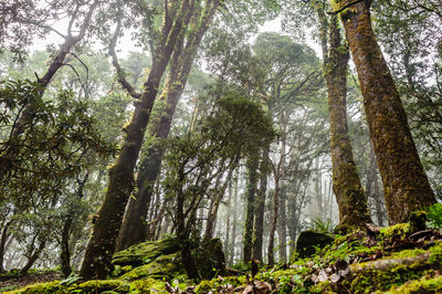 Low angle view of trees in forest