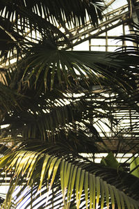 Low angle view of palm trees