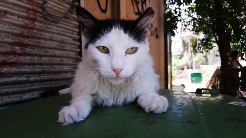 Close-up portrait of white cat