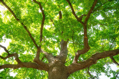 Low angle view of tree against sky