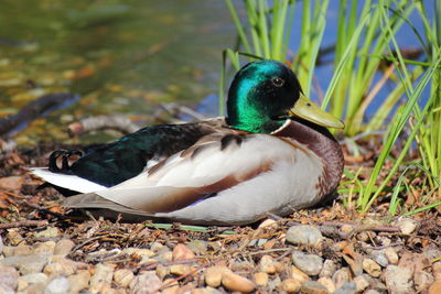 Close-up of mallard duck on field