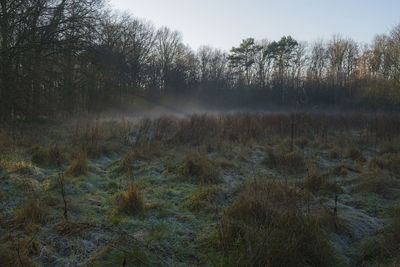 Scenic view of trees on field against sky