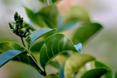 Close-up of fresh green leaves