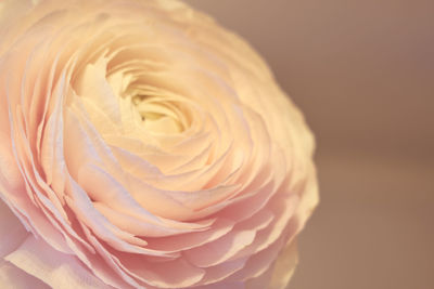 Close-up of white rose