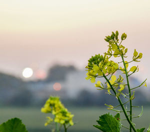 Close-up of yellow flower against sky