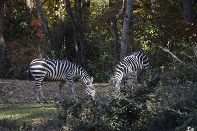 Close-up of zebra standing by trees