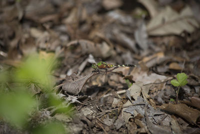 Close-up of insect on dry leaves on field