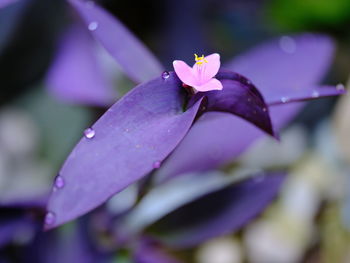 Close-up of raindrops on pink flowering plant