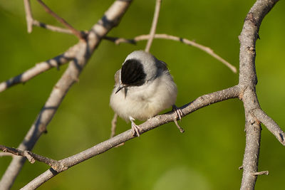 Close-up of bird perching on branch