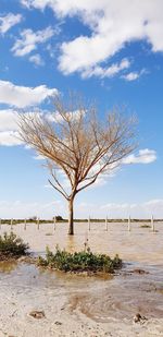 Bare tree on beach against sky