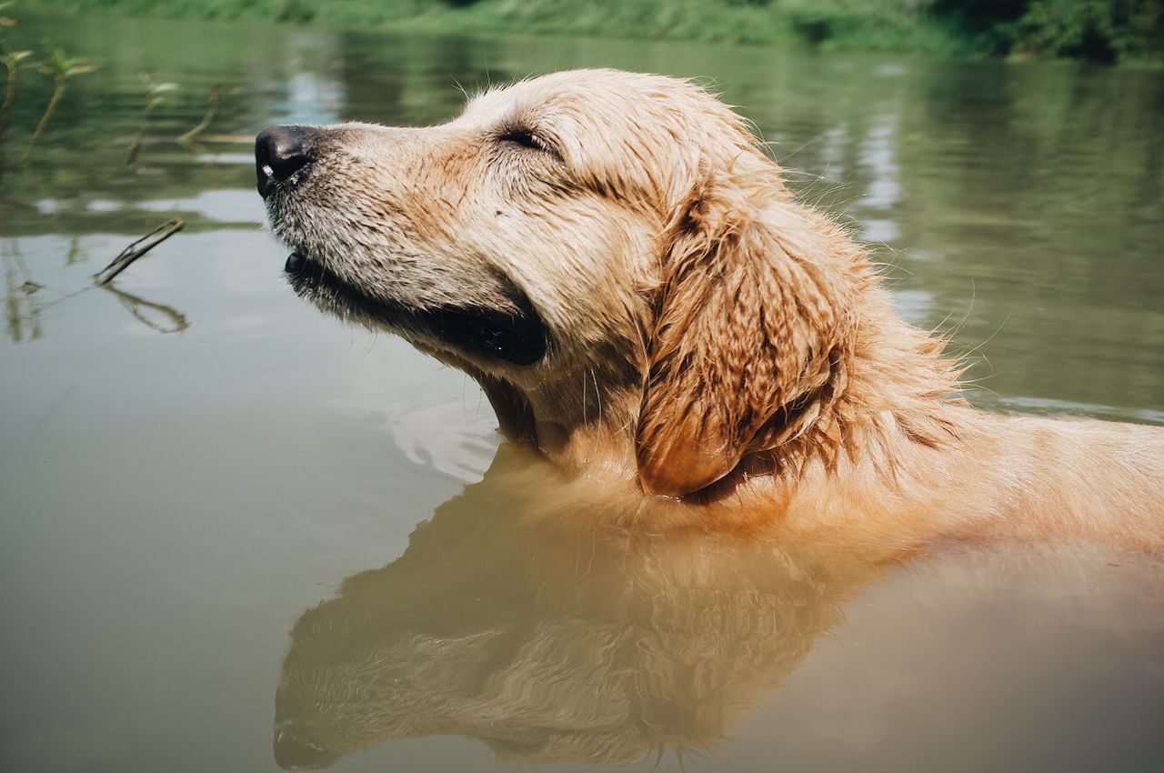 VIEW OF DOG IN WATER