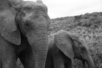 Close-up of elephant