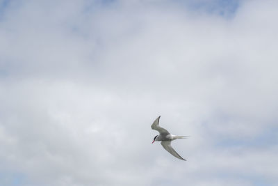 Low angle view of seagull flying in sky