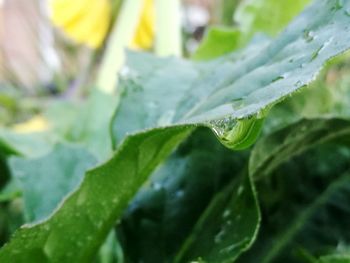 Close-up of wet plant