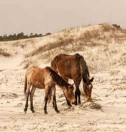 Horses in a field