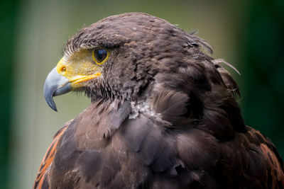 Close-up of a bird