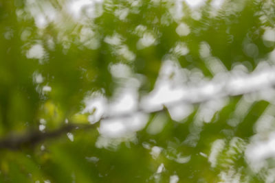 Defocused image of green leaves