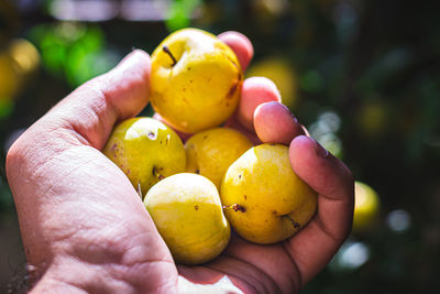 Close-up of hand holding fruit