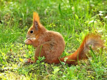 Squirrel on grassy field