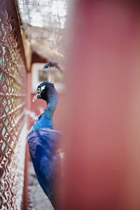 Close-up of a bird against wall