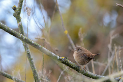 Close-up of bird perching on branch