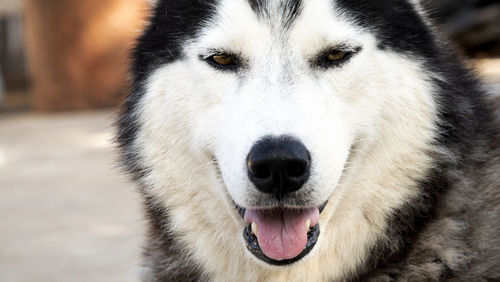 Close-up portrait of a dog