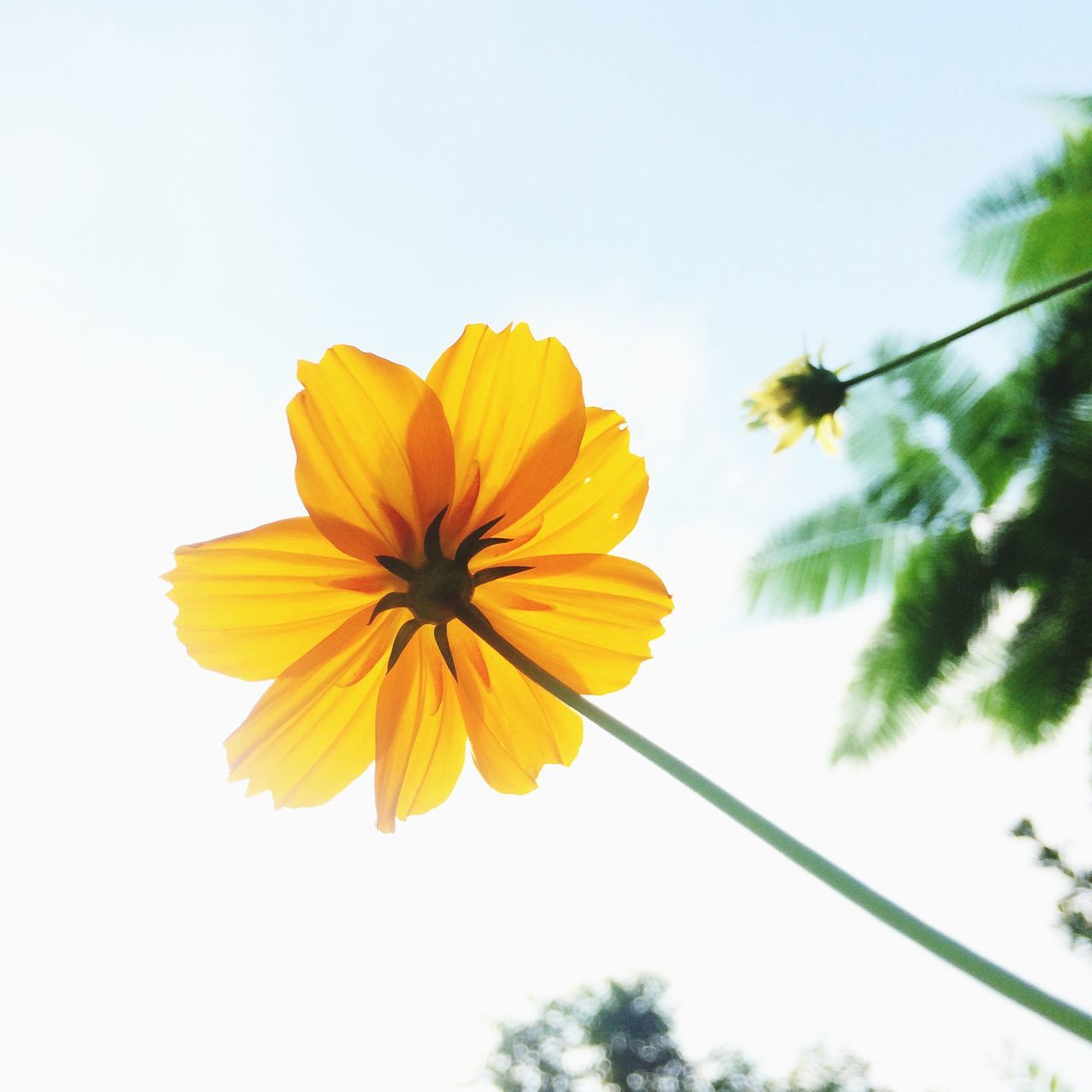 flower, flower head, yellow, freshness, petal, fragility, beauty in nature, growth, stem, close-up, single flower, nature, low angle view, vibrant color, plant, cloud, in bloom, sepal, sky, springtime, botany, blossom, outdoors, day, bloom, focus on foreground, blooming, softness, no people