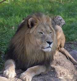 Portrait of a lion