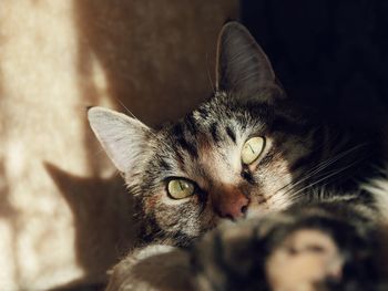 Close-up portrait of a cat