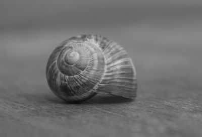 Close-up of snail on wood