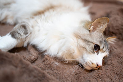 Close-up of a cat resting