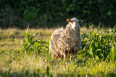 Sheep grazing on field