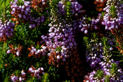 Close-up of christmas tree